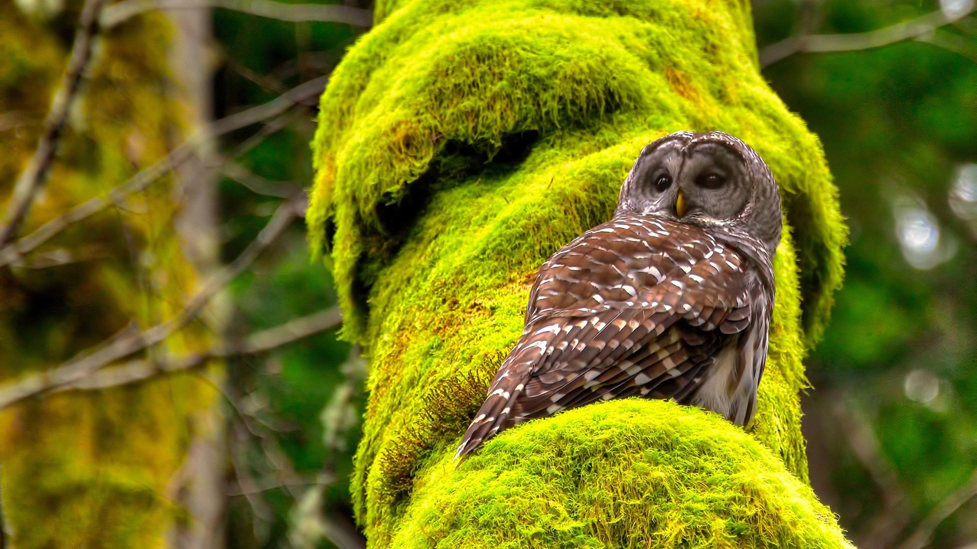 例行赛末段，各队拼刺刀争夺季后赛席位，拼刺刀比赛